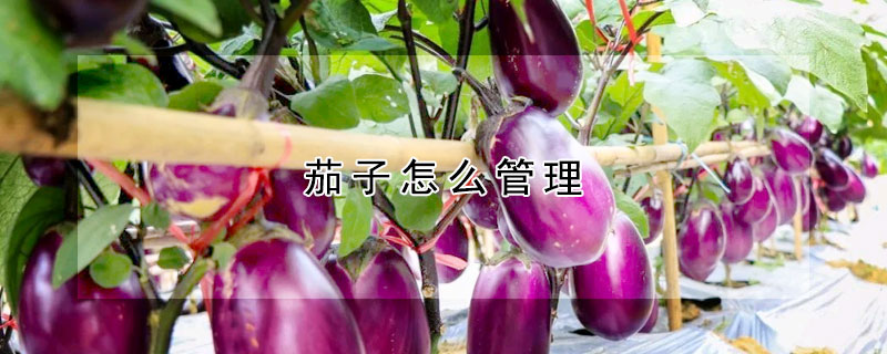 茄子怎么管理