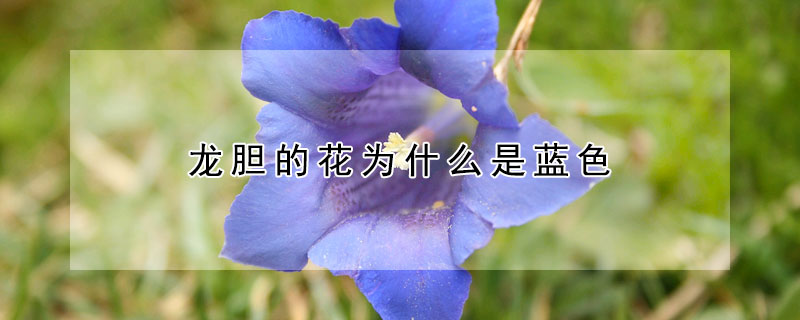 龍膽的花為什么是藍色