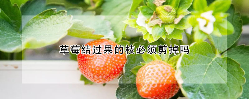 草莓結(jié)過果的枝必須剪掉嗎