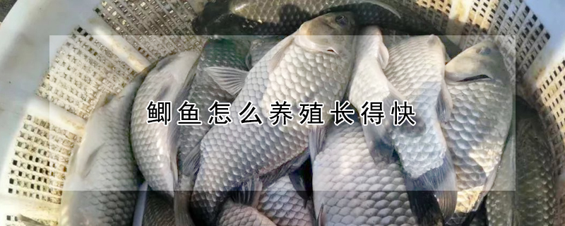 鯽魚怎么養殖長得快