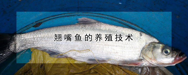 翹嘴魚的養殖技術