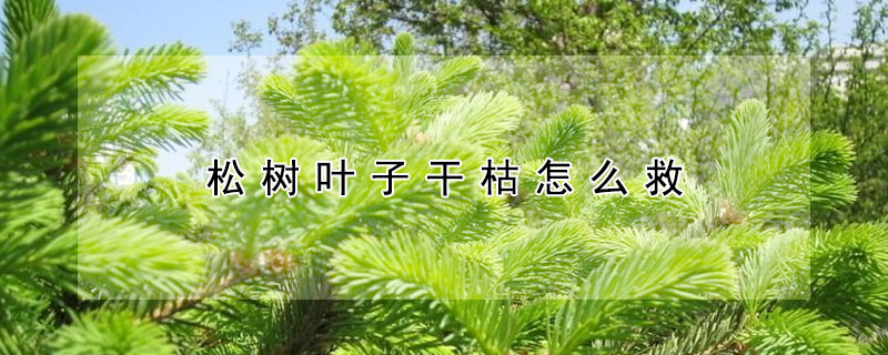 松樹葉子干枯怎么救