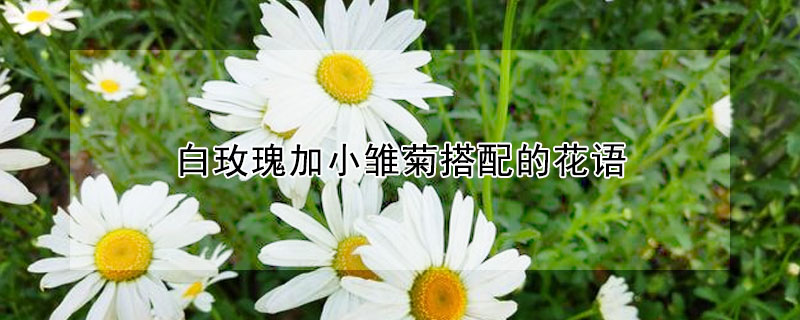 白玫瑰加小雛菊搭配的花語