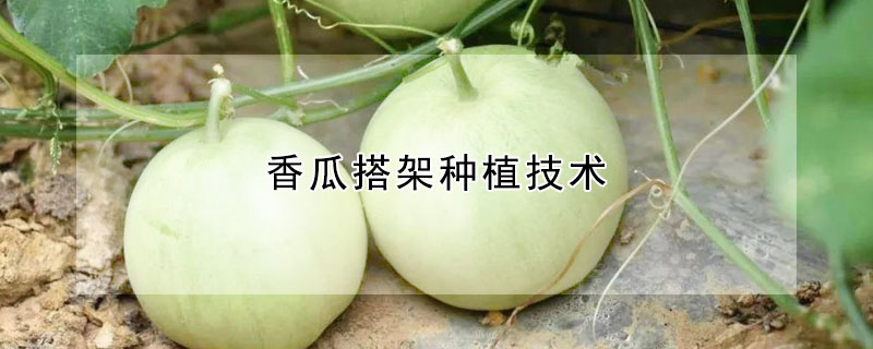 香瓜搭架種植技術