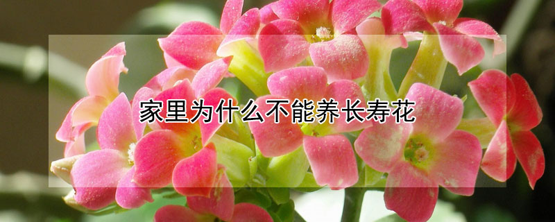 家里為什么不能養長壽花