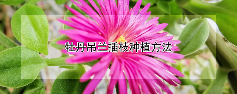 牡丹吊蘭插枝種植方法