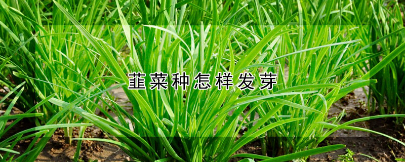 韮菜種怎樣發芽