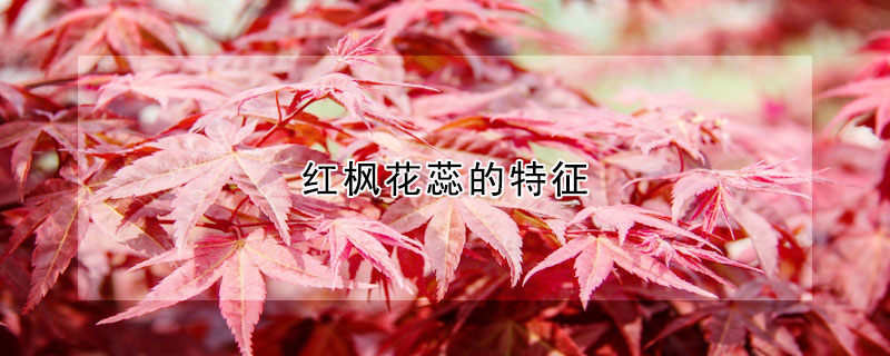 紅楓花蕊的特征