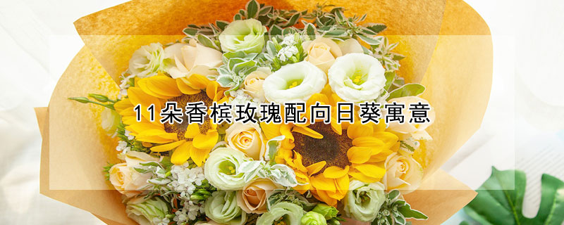 11朵香檳玫瑰配向日葵寓意