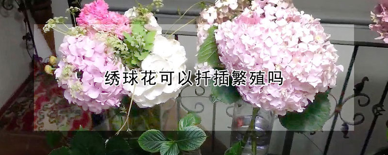 繡球花可以扦插繁殖嗎