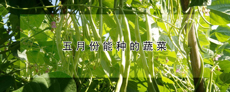 五月份能種的蔬菜