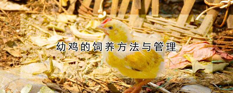 幼雞的飼養(yǎng)方法與管理