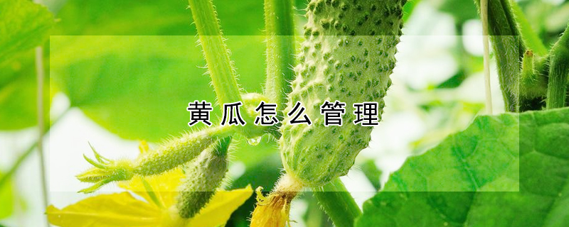 黃瓜怎么管理