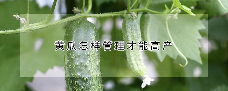 黃瓜怎樣管理才能高產(chǎn)