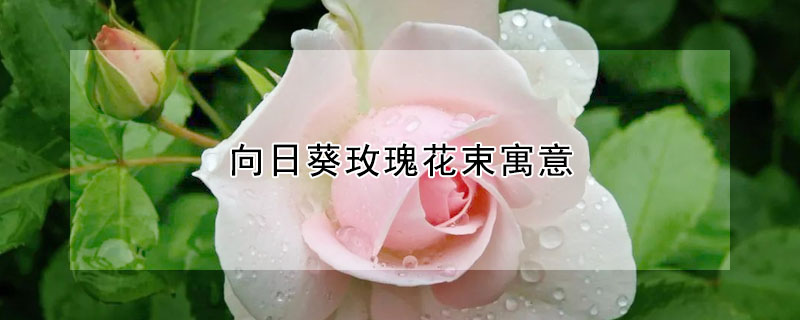 向日葵玫瑰花束寓意