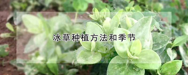 冰草種植方法和季節