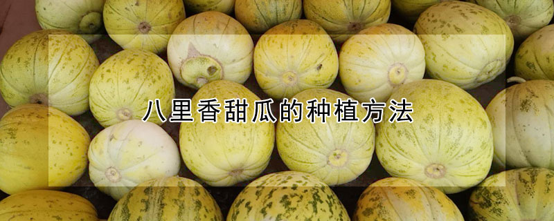 八里香甜瓜的種植方法