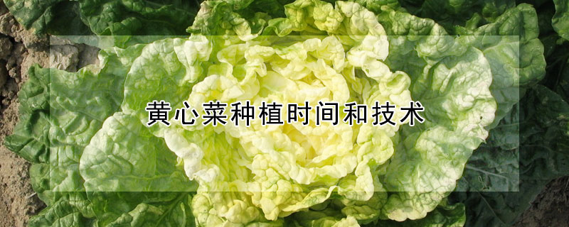 黃心菜種植時間和技術