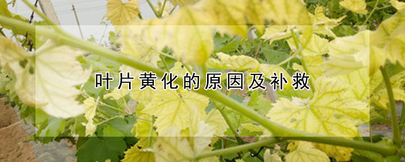 葉片黃化的原因及補救