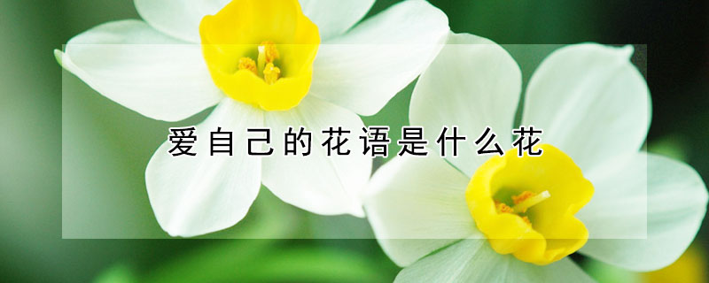 愛自己的花語是什么花