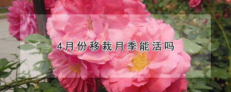 4月份移栽月季能活嗎