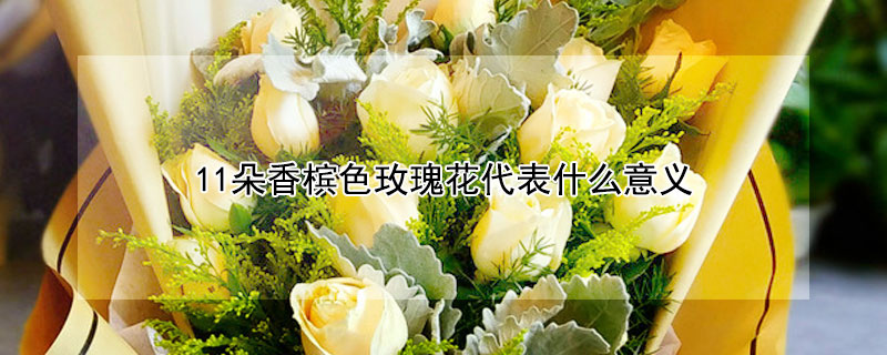 11朵香檳色玫瑰花代表什么意義