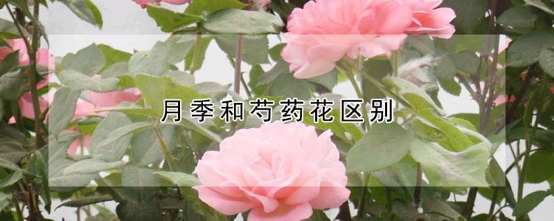 月季和芍藥花區(qū)別