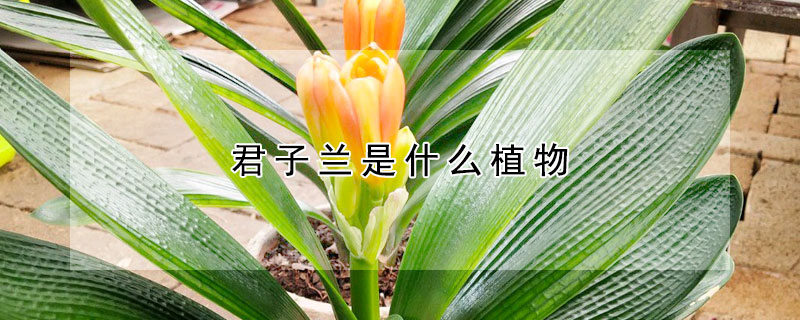 君子蘭是什么植物