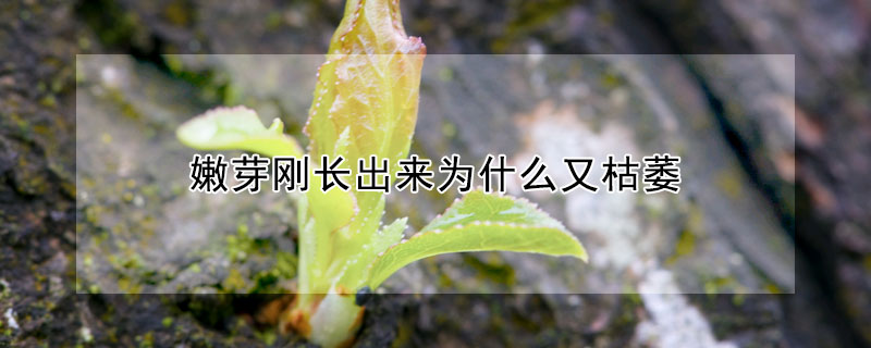 嫩芽剛長(zhǎng)出來(lái)為什么又枯萎