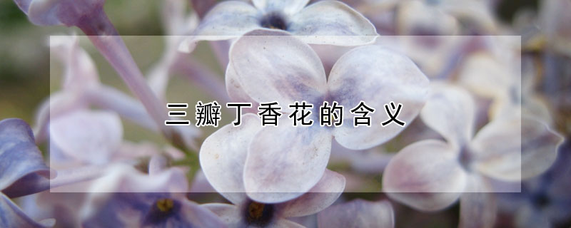 三瓣丁香花的含義