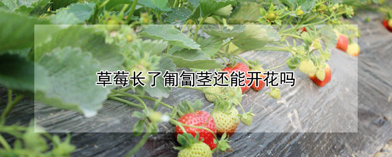 草莓長(zhǎng)了匍匐莖還能開(kāi)花嗎