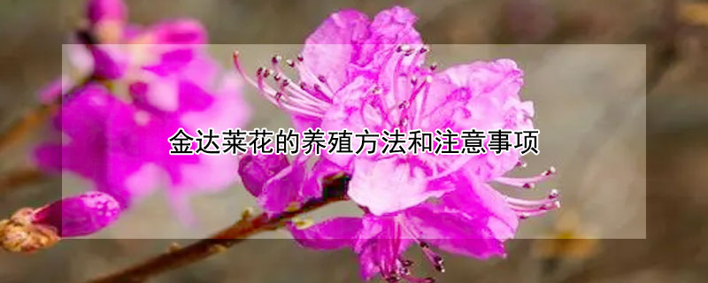 金達(dá)萊花的養(yǎng)殖方法和注意事項(xiàng)