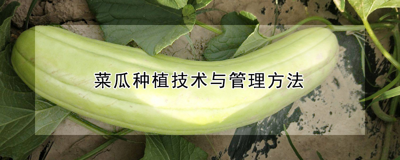 菜瓜種植技術(shù)與管理方法