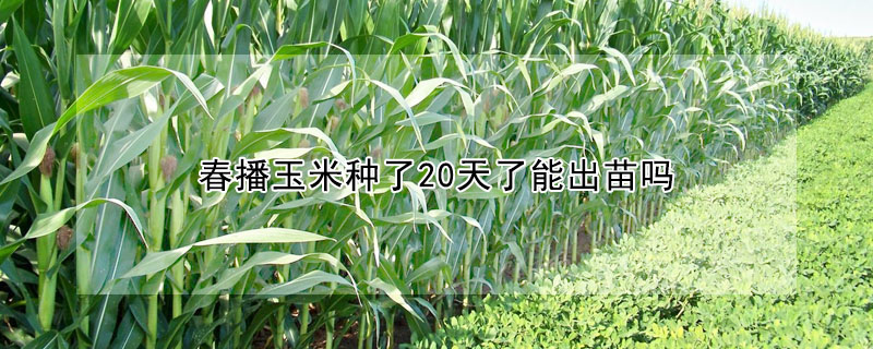 春播玉米種了20天了能出苗嗎