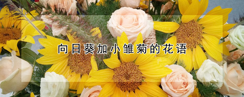 向日葵加小雛菊的花語