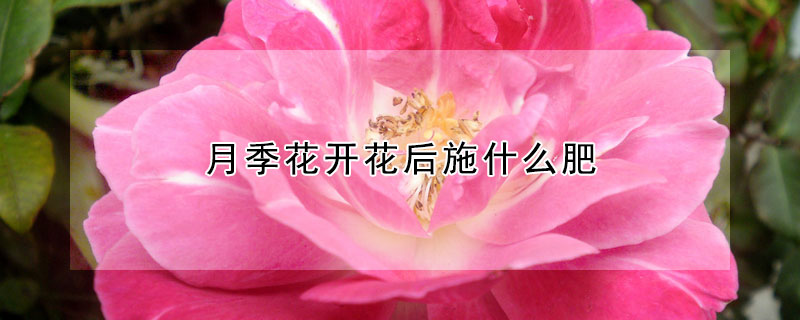 月季花開花后施什么肥