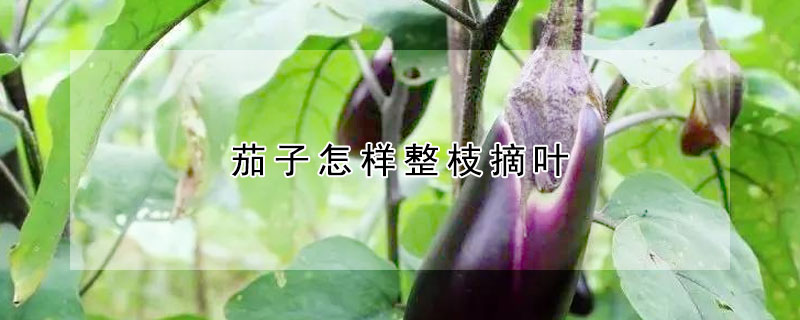 茄子怎樣整枝摘葉