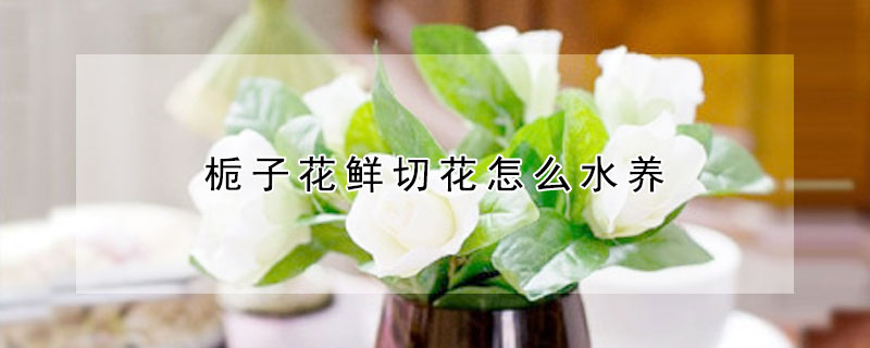 梔子花鮮切花怎么水養(yǎng)