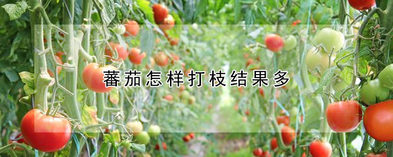 蕃茄怎樣打枝結(jié)果多