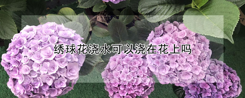 繡球花澆水可以澆在花上嗎