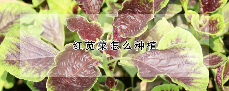 紅莧菜怎么種植