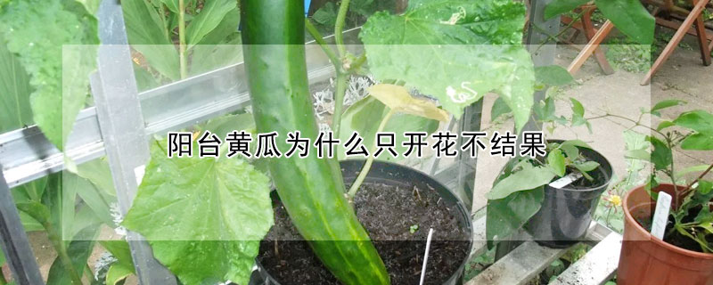 陽(yáng)臺(tái)黃瓜為什么只開花不結(jié)果