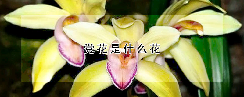 黨花是什么花