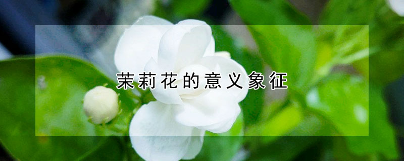 茉莉花的意義象征