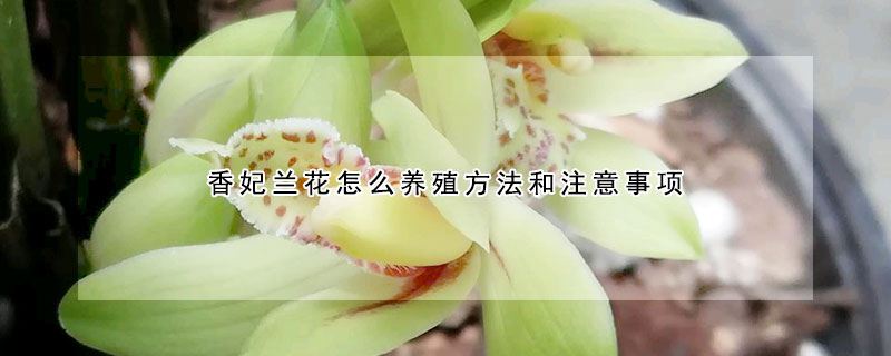 香妃蘭花怎么養殖方法和注意事項