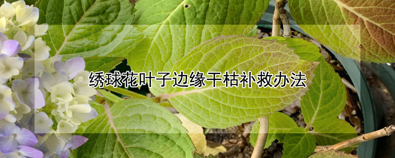 繡球花葉子邊緣干枯補救辦法