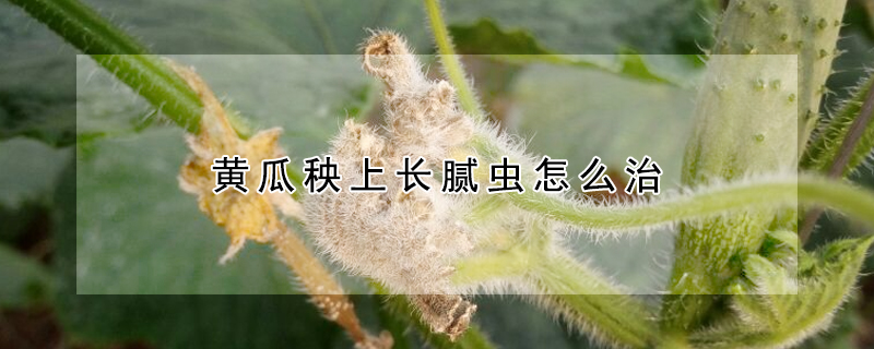 黃瓜秧上長膩蟲怎么治