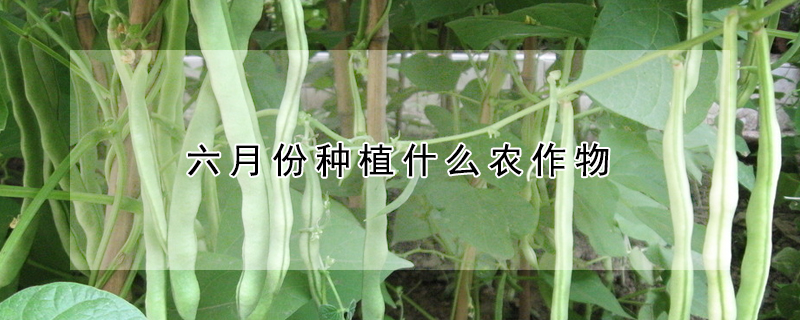 六月份種植什么農作物