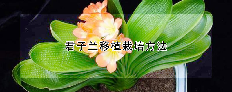 君子蘭移植栽培方法