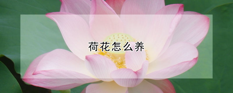 荷花怎么養(yǎng)